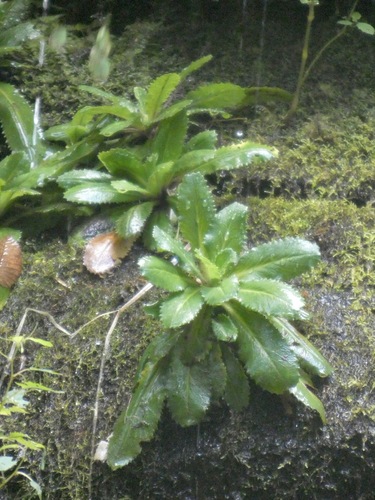 Lettuceleaf Saxifrage