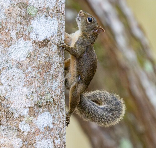 Ingram's Squirrel
