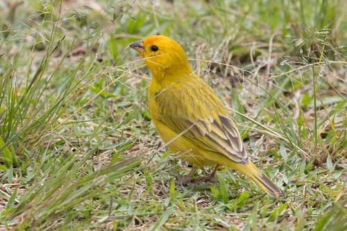 Saffron Finch