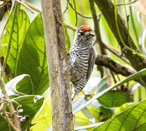 White-barred Piculet