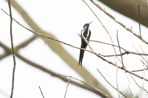 Swallow-tailed Hummingbird