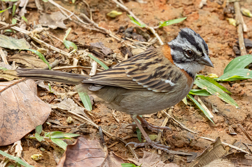 Rufous-collared Sparrow