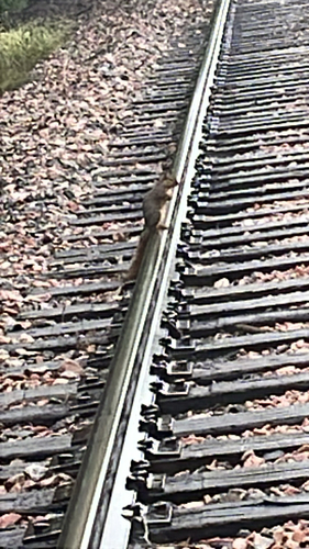 Eastern Fox Squirrel