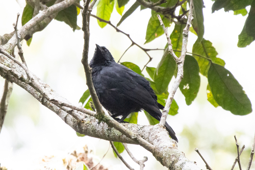 Chopí Blackbird