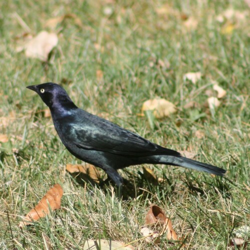 Brewer's Blackbird