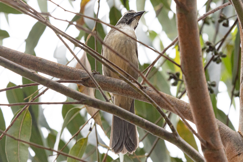 Green-winged Saltator