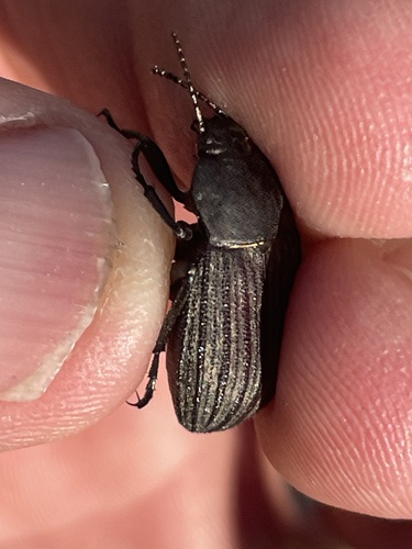 Three-ribbed Darkling Beetle