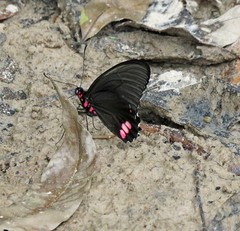 Parides sesostris