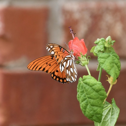 Gulf Fritillary