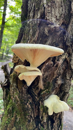 Lynx Paw Oyster