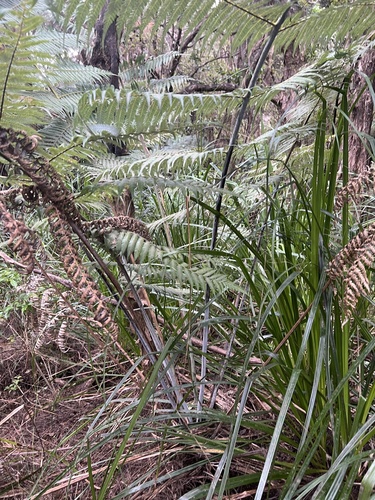 Gahnia xanthocarpa, photograph 1