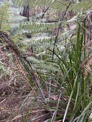 author not stated, no rights reserved Gahnia xanthocarpa, photograph author not stated, no rights reserved