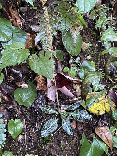 downy rattlesnake plantain