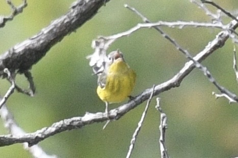 Magnolia Warbler