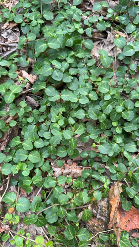 partridgeberry