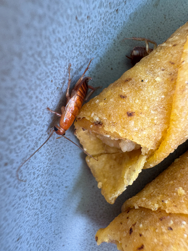 Turkestan Cockroach