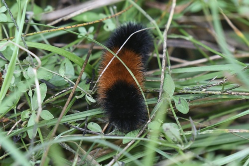 Isabella Tiger Moth