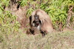 Theropithecus gelada gelada