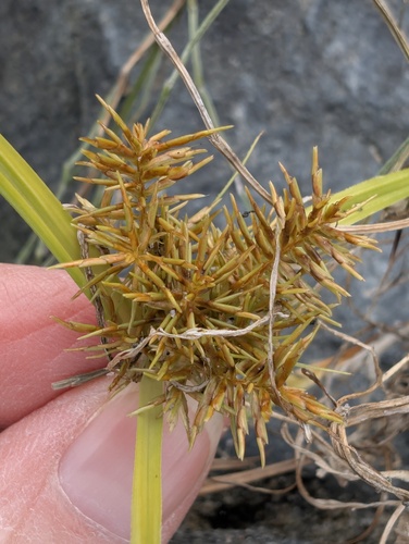 Engelmann's Flatsedge
