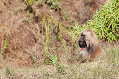 Theropithecus gelada gelada