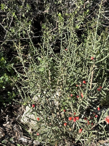 Christmas cholla