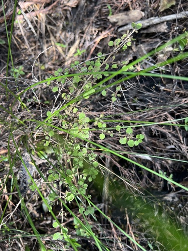 Coprosma rhamnoides, photograph 2