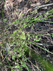 Coprosma rhamnoides, photograph author not stated, no rights reserved