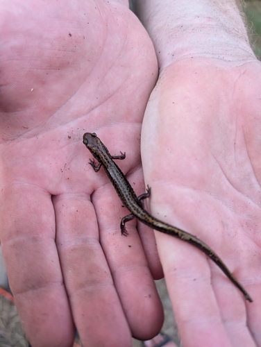Long-tailed Salamander