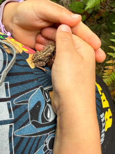 Eastern American Toad