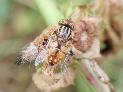Native Drone Fly