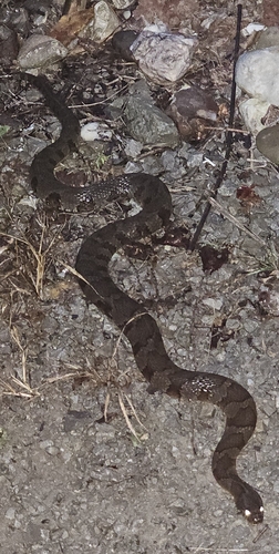 Northern Watersnake