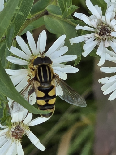 Narrow-headed Marsh Fly