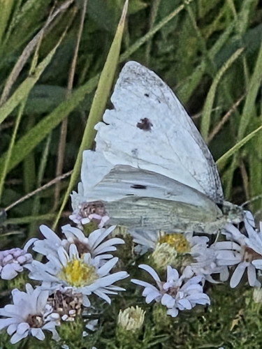 Small White