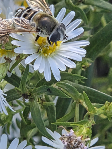 Yellow-shouldered Drone Fly