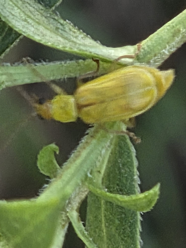 northern corn rootworm