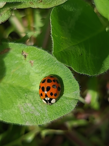 Asian Lady Beetle