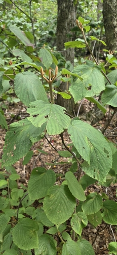 hobblebush
