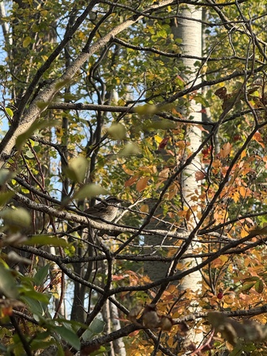 White-throated Sparrow