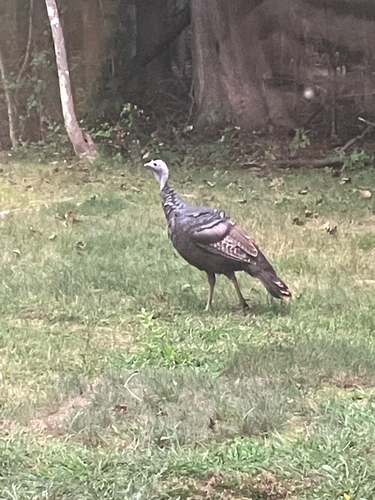Wild Turkey