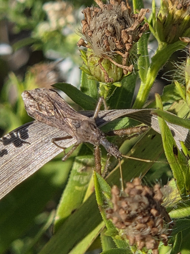 Spined Assassin Bug