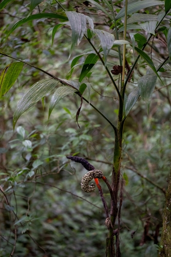 Chamaedorea arenbergiana