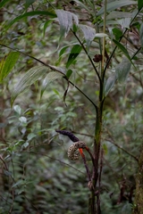 Chamaedorea arenbergiana
