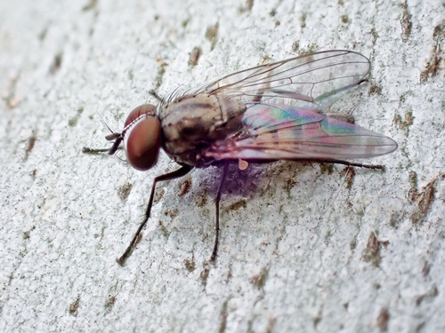 Lesser House Fly