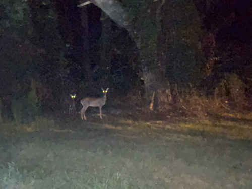 White-tailed Deer