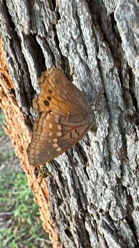 Tawny Emperor