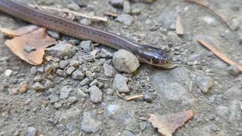 Northwestern Garter Snake