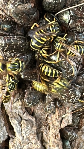 Southern Yellowjacket