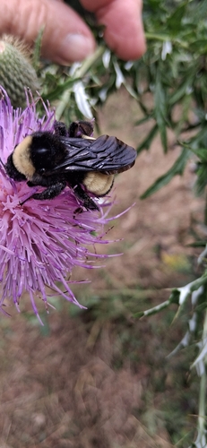 American Bumble Bee