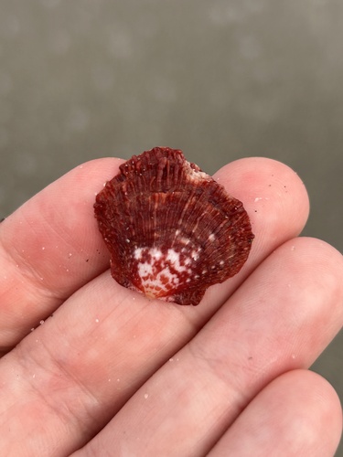 Spondylus tenuis observed 2026-09-20