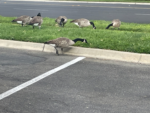 Canada Goose